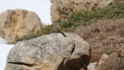 Black Redstart