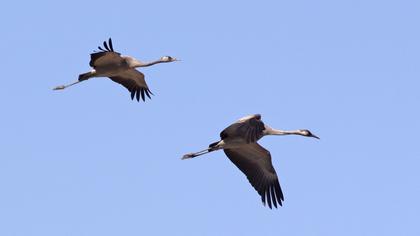 Common Crane