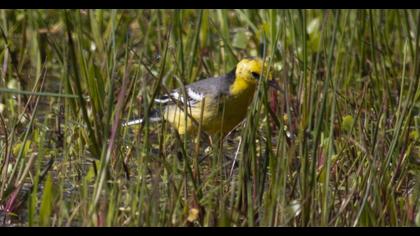 Citrine Wagtail