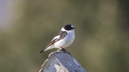 Collared Flycatcher