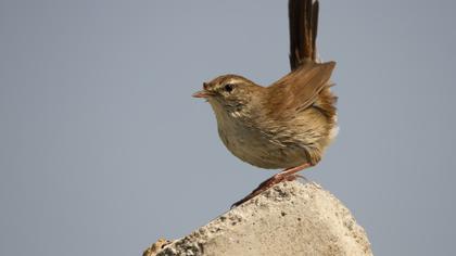 Cetti`s Warbler