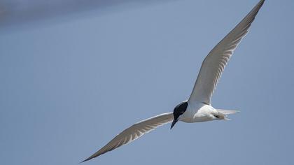Gull-billed Tern