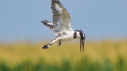 Pied Kingfisher