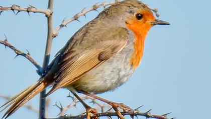 European Robin