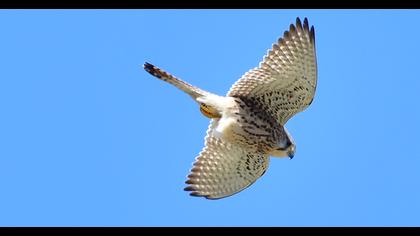 Common Kestrel