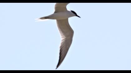 Gull-billed Tern