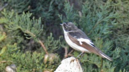 Semicollared Flycatcher