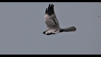 Montagu`s Harrier