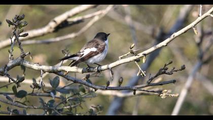 European Pied Flycatcher