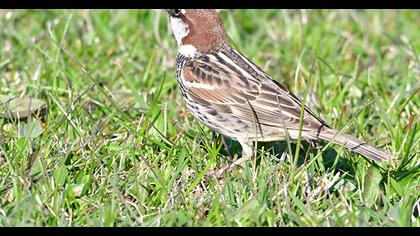 Spanish Sparrow