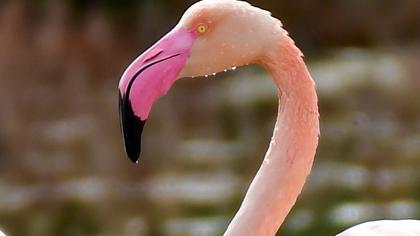 Greater Flamingo