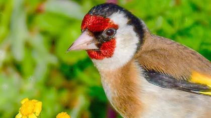 European Goldfinch
