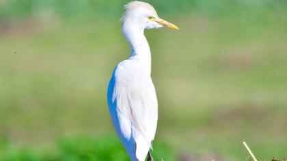 Western Cattle Egret