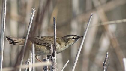Sedge Warbler