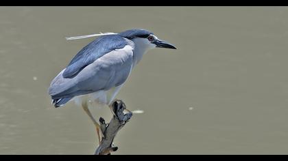 Black-crowned Night Heron