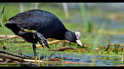 Eurasian Coot