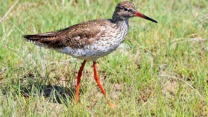 Common Redshank