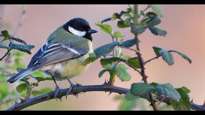 Great Tit