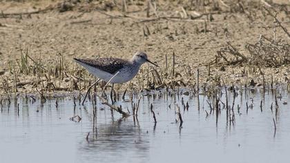 Marsh Sandpiper