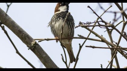 Spanish Sparrow