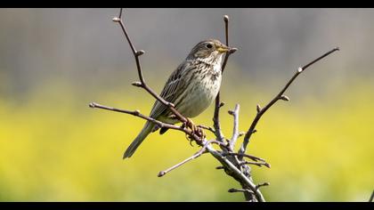 Corn Bunting
