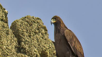 Golden Eagle