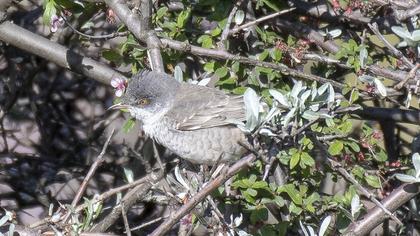 Barred Warbler