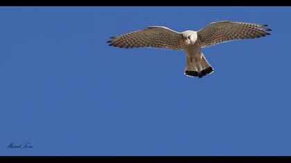 Common Kestrel