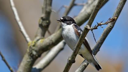 Semicollared Flycatcher