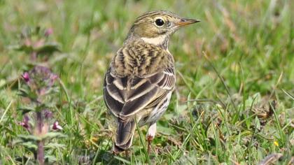 Meadow Pipit