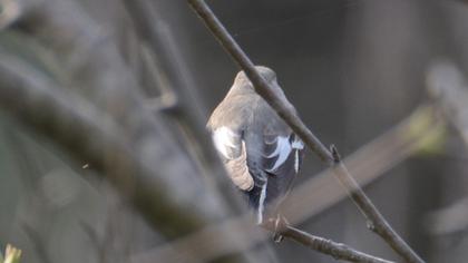 Semicollared Flycatcher