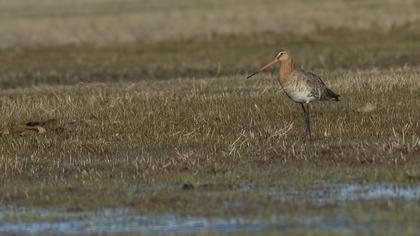 Black-tailed Godwit
