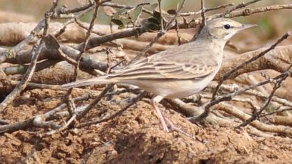 Tawny Pipit