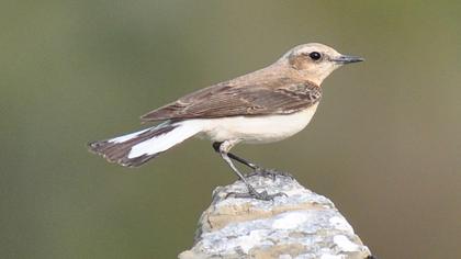 Black-eared Wheatear