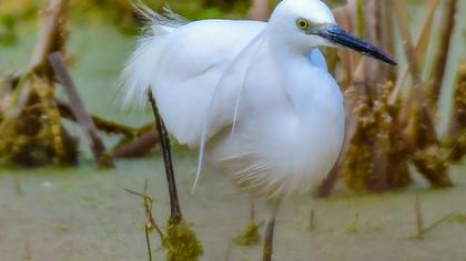 Little Egret