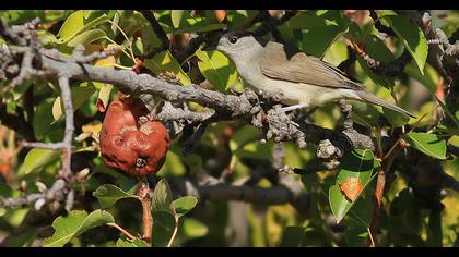 Eurasian Blackcap