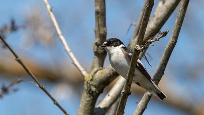 Semicollared Flycatcher