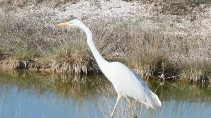 Great Egret