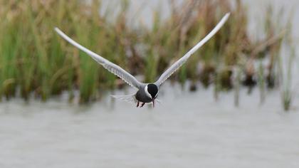 Whiskered Tern