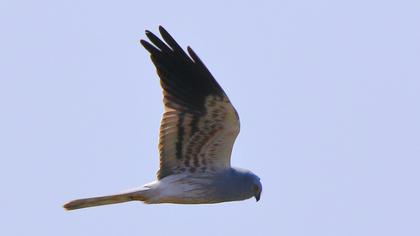 Montagu`s Harrier