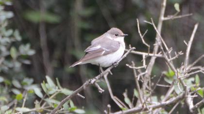 Semicollared Flycatcher