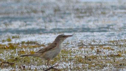 Great Reed Warbler