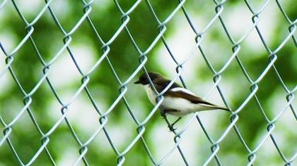 European Pied Flycatcher
