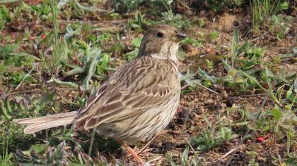 Corn Bunting