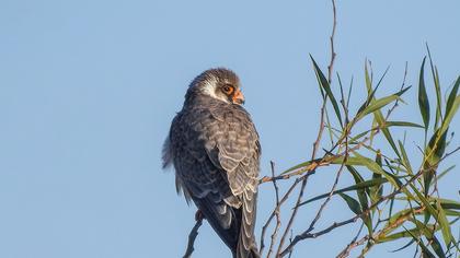Red-footed Falcon