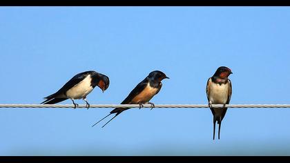 Barn Swallow