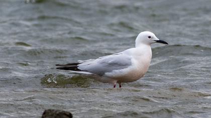 Slender-billed Gull