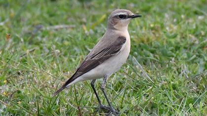 Northern Wheatear