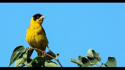 Black-headed Bunting