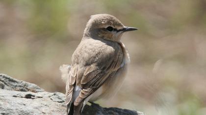 Isabelline Wheatear